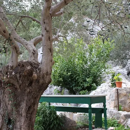 Tomas * טרוגיר